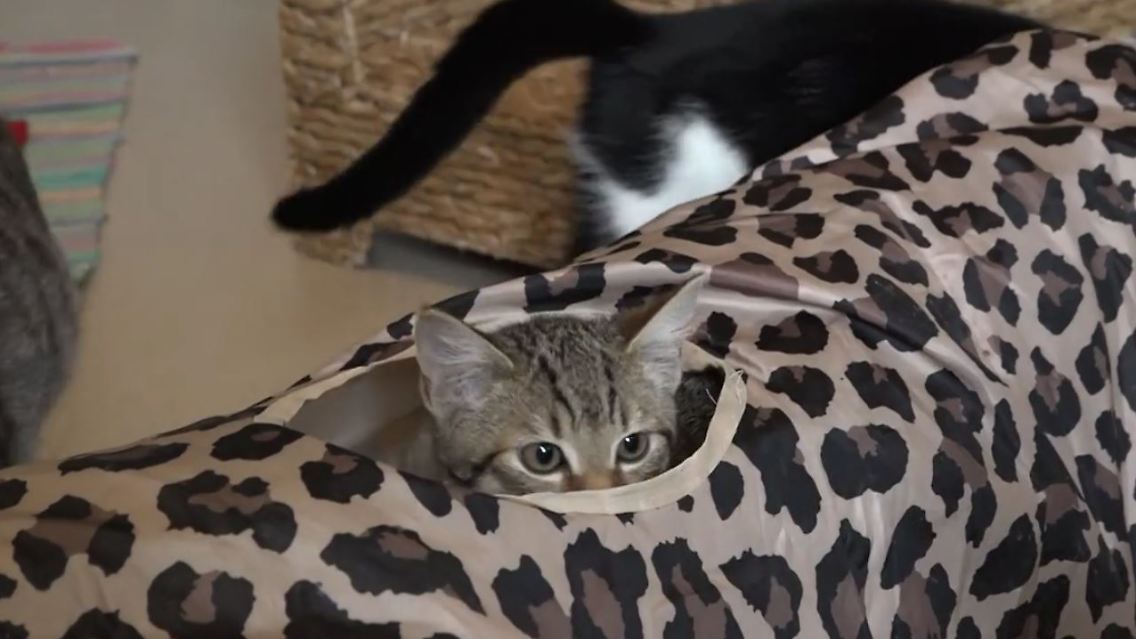 katze1.JPG