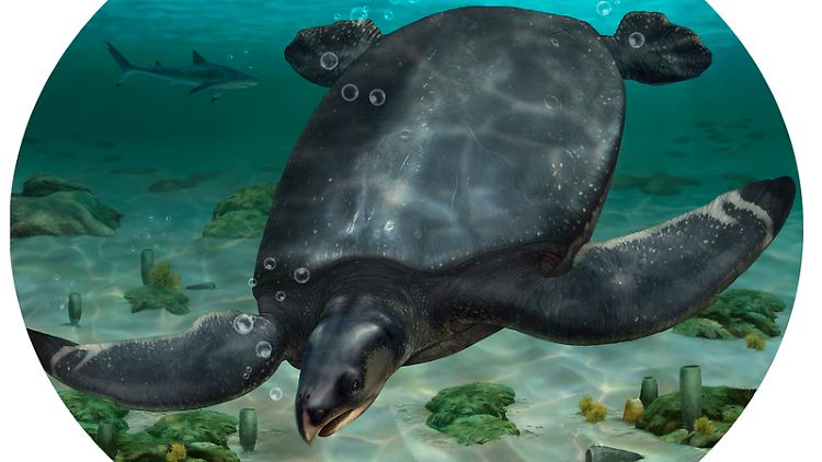 Grafische Rekonstruktion der Meeresschildkröte Leviathanochelys aenigmatica.
