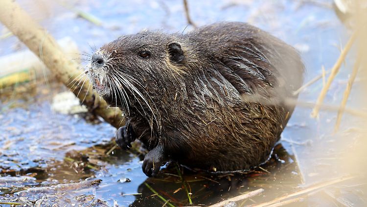 Die Nutrias können sich in Deutschland so gut verbreiten, weil die Winter milder sind und die Tiere gefüttert werden.