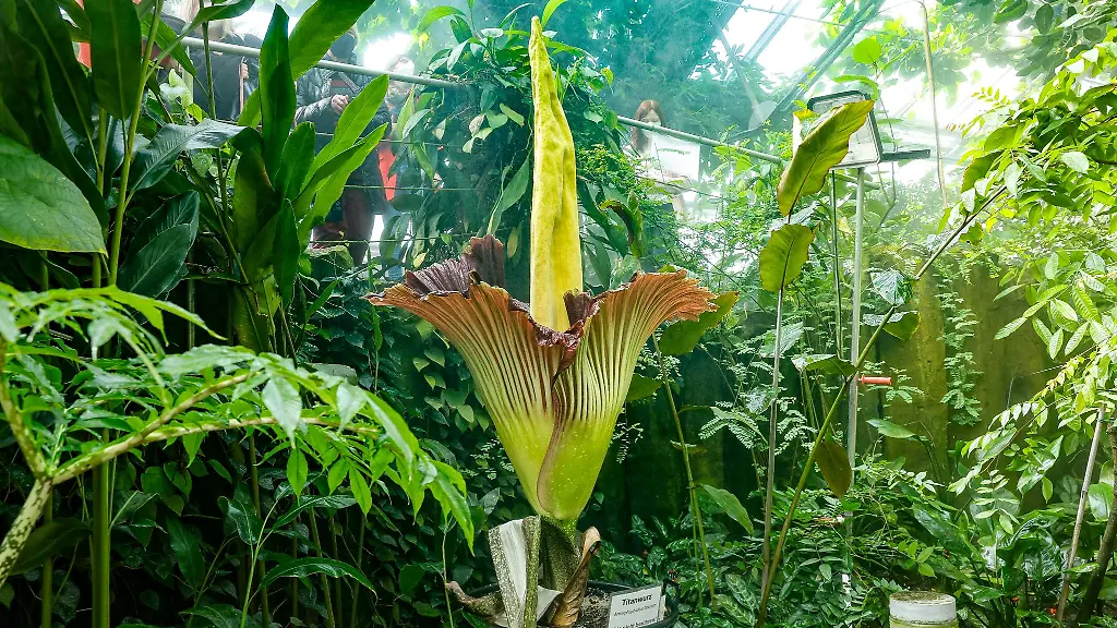 Die-Bluete-der-Titanwurz-Die-von-der-indonesischen-Insel-Sumatra-stammende-Titanwurz-Amorphophallus-titanum-gilt-nach-Angaben-auf-der-Homepage-der-Uni-Bayreuth-als-groesste-Blume-der-Welt