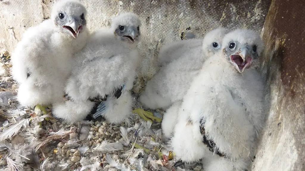 Junge-Wanderfalken-hocken-im-Nest