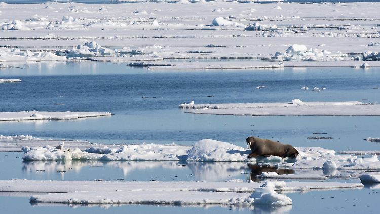 Packeis in Barentssee: Starke Schneefälle in Europa konnten bereits mit einer geringen Eisbedeckung in der Barentssee in Verbindung gebracht werden.