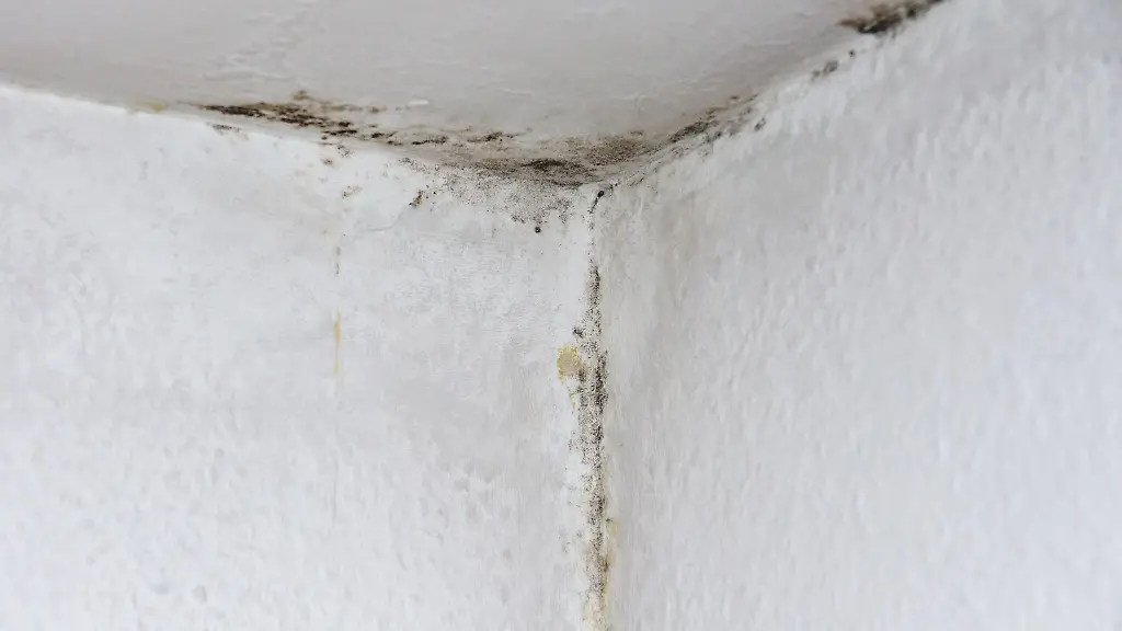 Schimmel-in-der-Wohnung-Nicht-immer-muss-das-an-falschem-Lueften-liegen