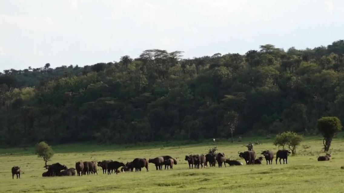 gnu.JPG