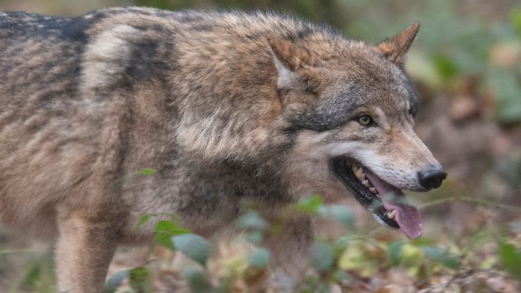 Der Abschuss eines Wolfes ist verboten, es sei denn, die eigentlich scheuen Tiere verhalten sich in der Begegnung mit Menschen aggressiv.