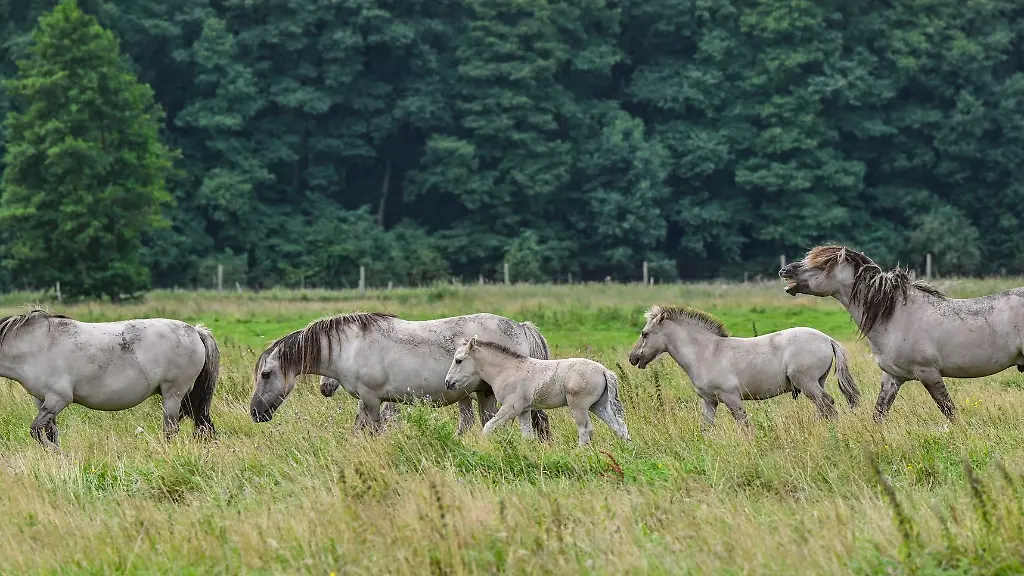 Tiere-der-Liebenthaler-Pferdeherde-laufen-hintereinander-her