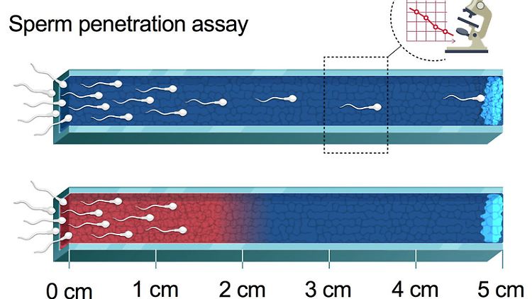 Illustration des Spermienpenetrationstests mit Zervixschleim, der entweder mit Chitosanlösung (rot) behandelt oder unbehandelt ist.