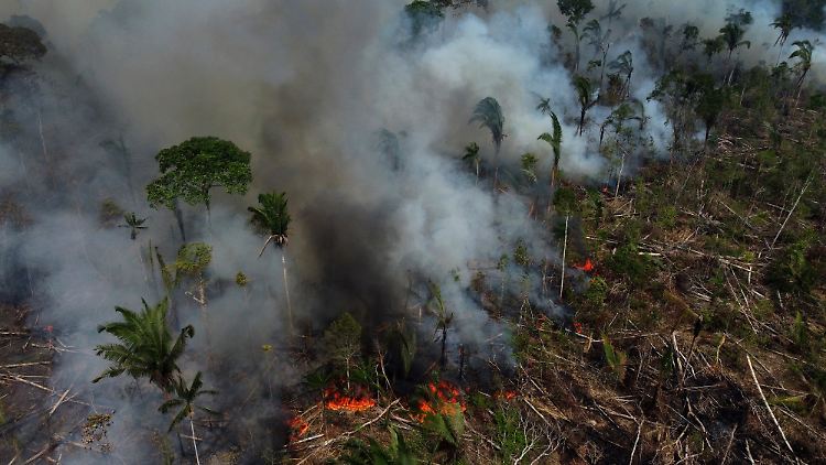 Abholzung, Brände und die schnelle lokale Erwärmung beeinträchtigen die Fähigkeit des Amazonas-Regenwaldes, Kohlendioxid zu binden.