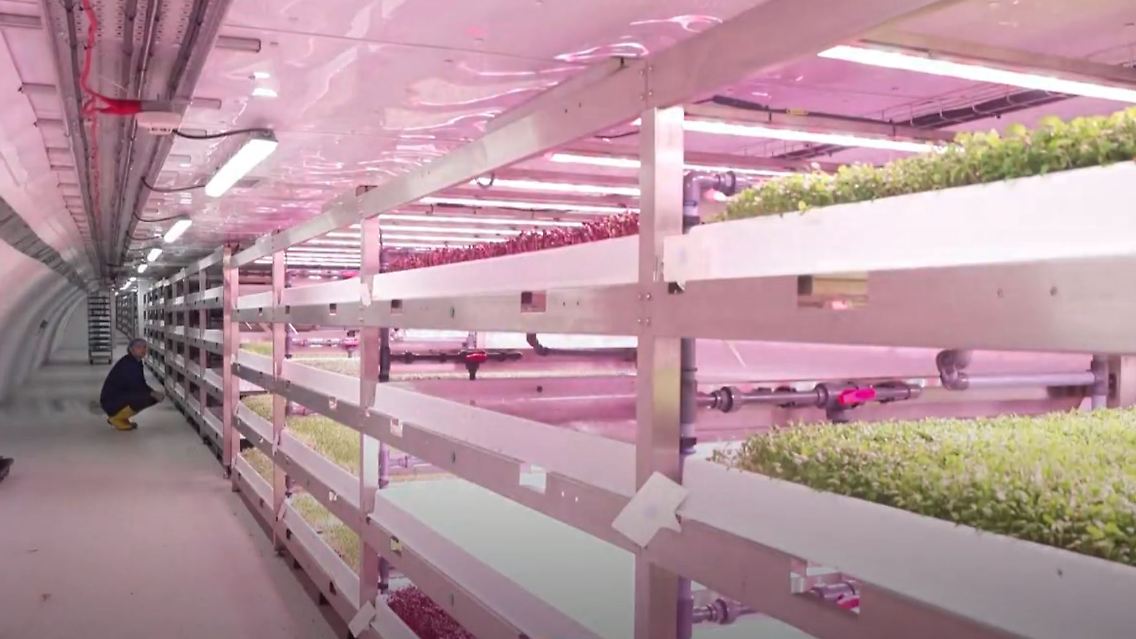 urban-farming.JPG