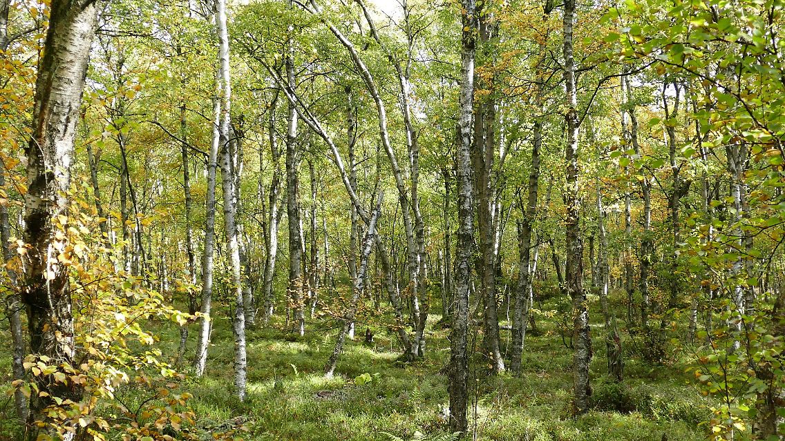 Charakteristisch für die Moor-Birke sind ihre weißen Rindenpartien und die lichten, hellgrünen Baumkronen. In den Mooren bildet sie oft die einzige Baumvegetation.
