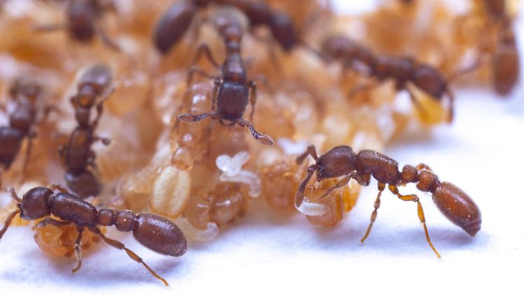 Ein Nest der Raubameise Ooceraea biroi mit Arbeiterinnen, Puppen und jungen Larven. Die Arbeiterinnen haben die jungen Larven auf die Puppen gesetzt, wo sie sich von Puppensekreten ernähren.