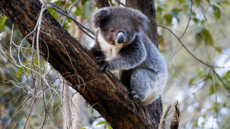 Tierschützer kümmern sich um viele Koala-Waisen, die einen Verkehrsunfall im Beutel der Mutter überlebt haben.