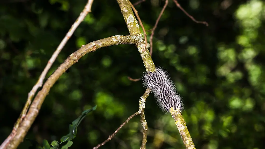 Raupen-des-Eichenprozessionsspinners-sind-auf-einem-Ast-zu-sehen