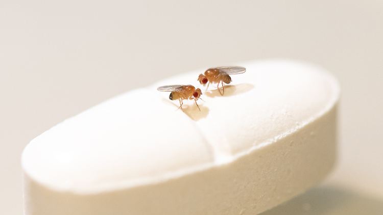 Weibliche Fruchtfliegen lebten dank Rapamycin länger - männliche hingegen nicht.