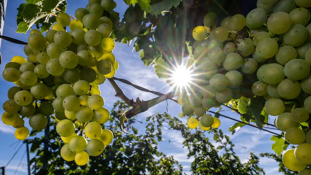 Trauben-der-Sorte-Solaris-reifen-an-den-Reben-der-Winzervereinigung-Freyburg-Unstrut-in-Zscheiplitz
