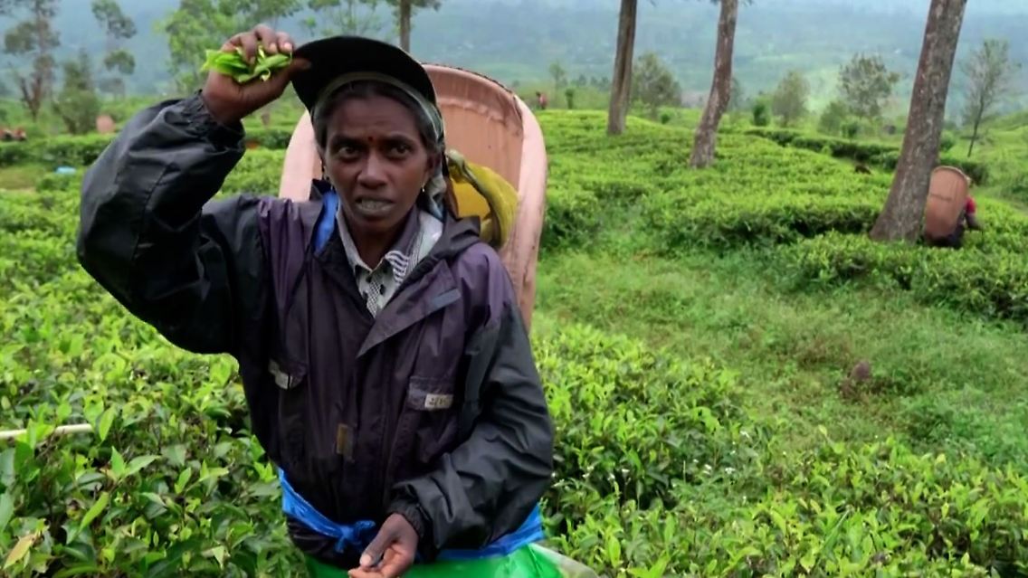 sri-lanka-teepflueckerin.JPG