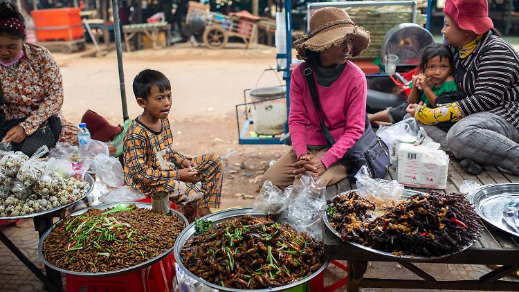 Nai Sin bietet auf dem Markt von Udong Hunderte frittierte Insekten an, auch Vogelspinnen.