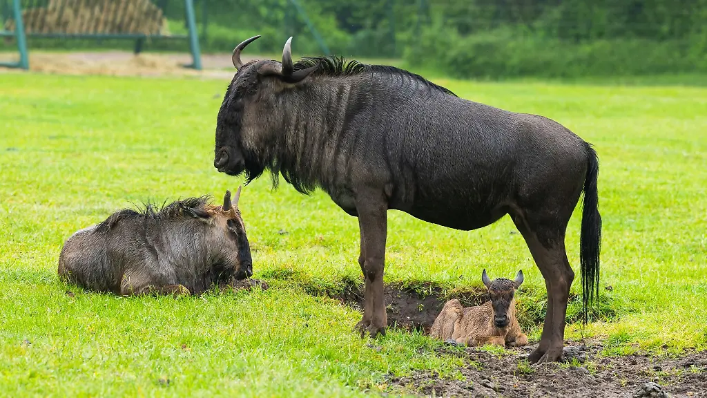 Streifengnus-im-Serengeti-Park