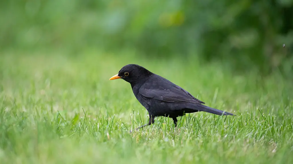 Eine-Amsel-sucht-auf-einem-Sportplatz-nach-Futter