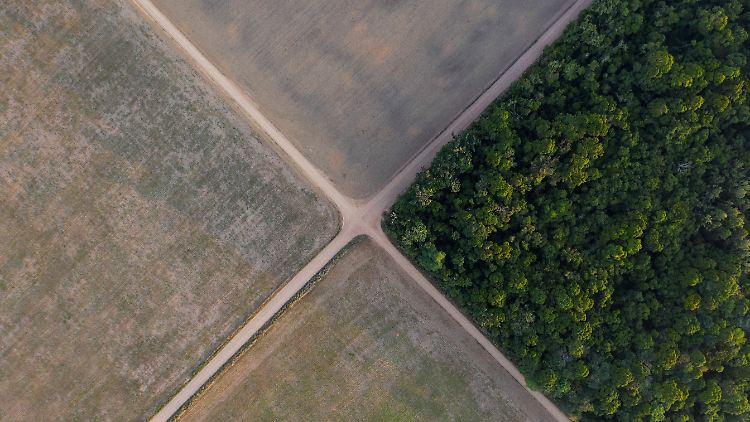 Nach Angaben des WWF war die EU im Jahr 2017 für 16 Prozent der weltweiten Entwaldung für den Import von Agrar-Rohstoffen verantwortlich.