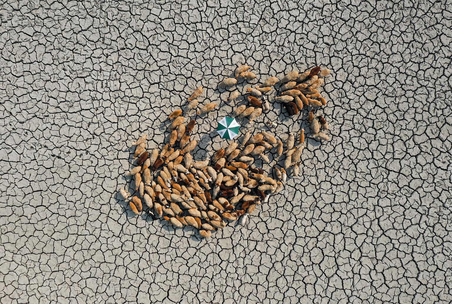 Zum 15. Mal wurden in London die besten Umwelt-Fotografinnen und -Fotografen gekürt. (Dieses und die folgenden drei Bilder stammen aus dem Wettbewerb 2021).