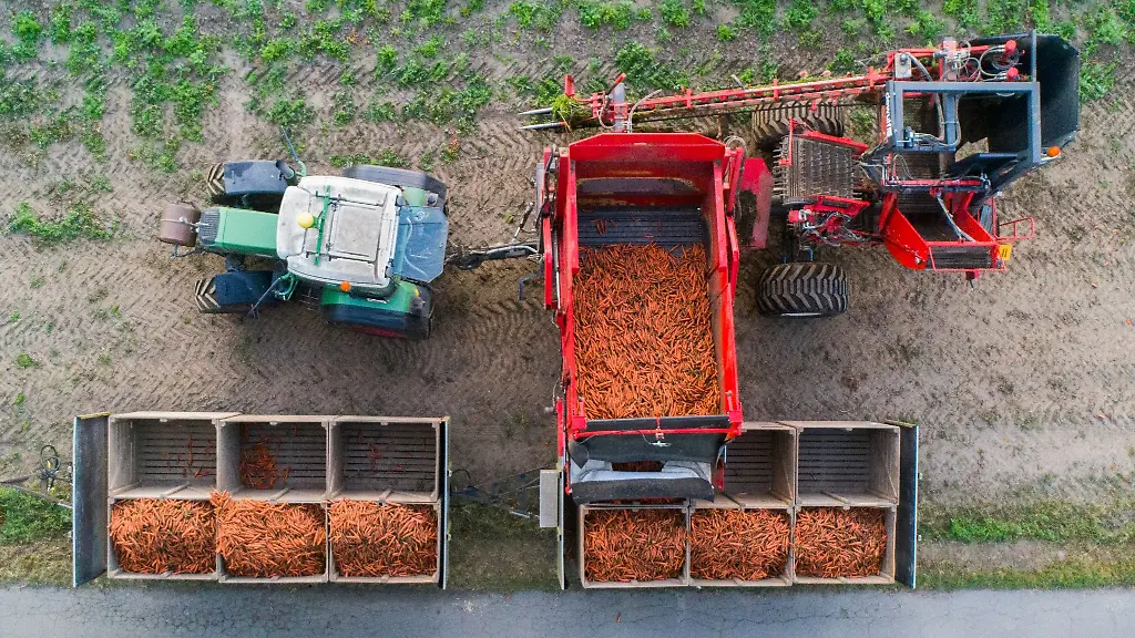Ein-Landwirt-erntet-Bio-Moehren-auf-einem-Feld