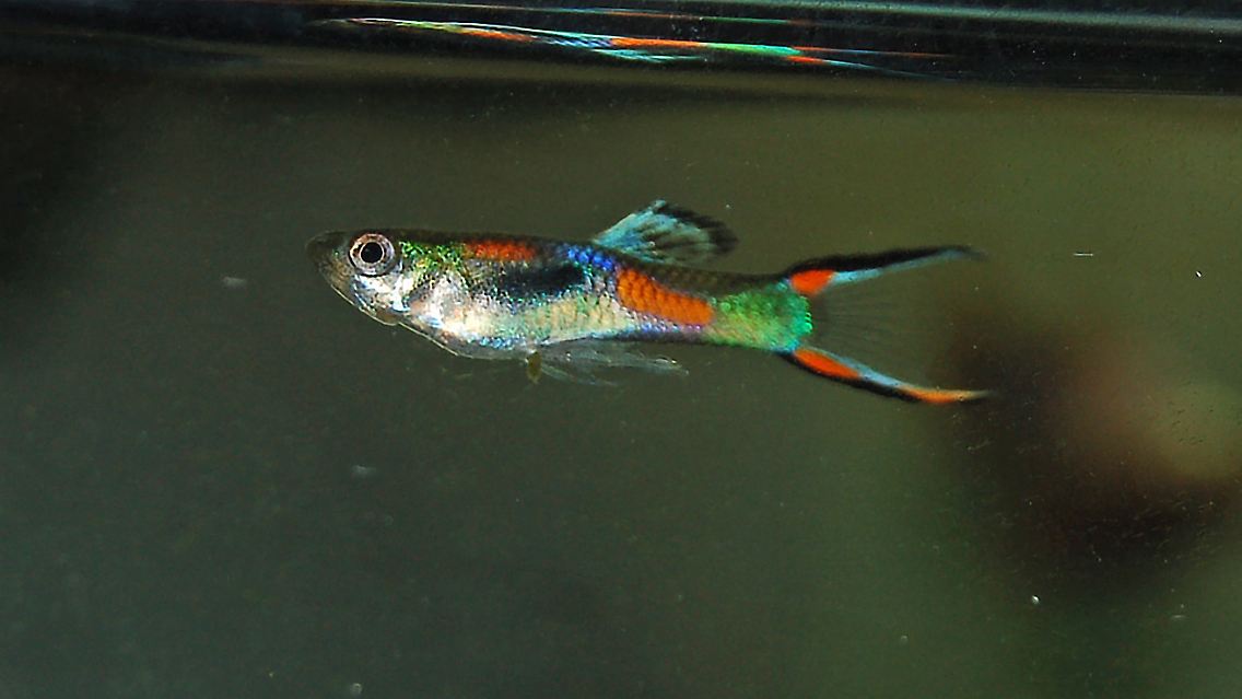 Ein "Endlers Guppy".