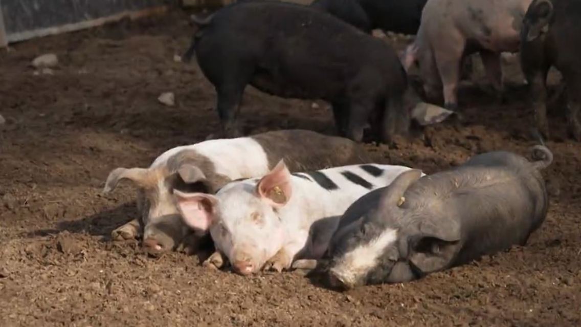 schwein.JPG