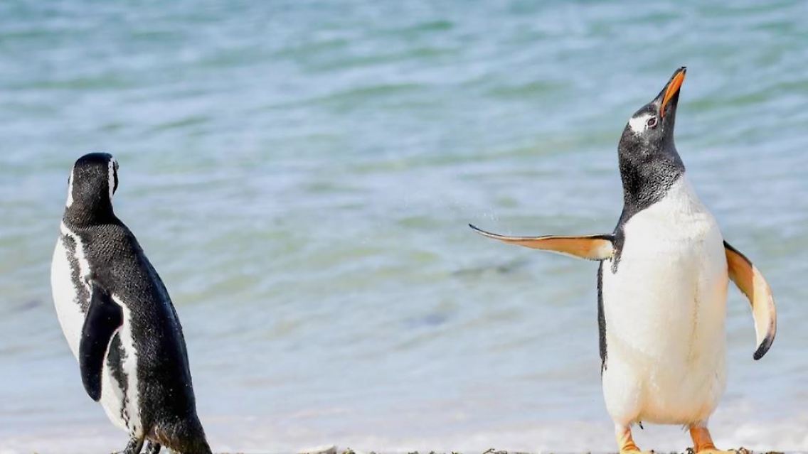pinguin.JPG