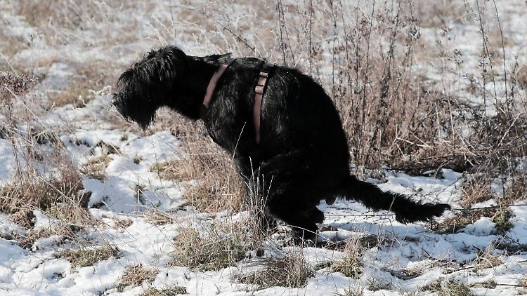 Reichsbürger weigern sich, deutsche Gesetze anzuerkennen. Und zahlen auch keine Hundesteuer.