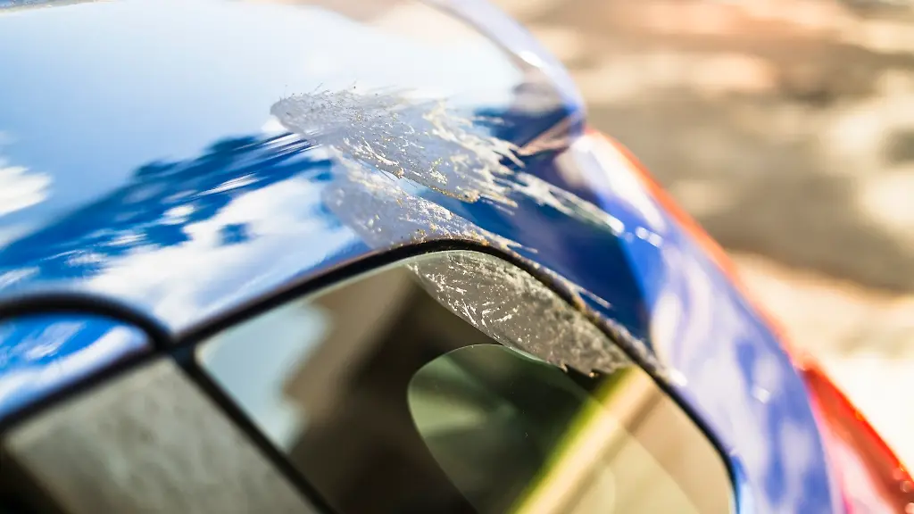 Aergerlich-Einmal-das-Auto-unter-einem-Baum-abgestellt-schon-findet-sich-Vogelkot-auf-dem-Lack-Wer-schlimmere-Schaeden-verhindern-will-sollte-schnell-handeln