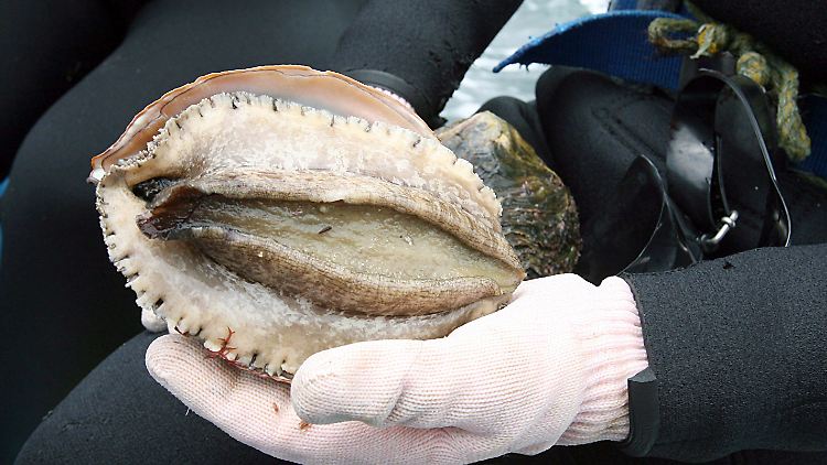 Seeohren sind eine Gattung großer Schnecken, deren Schale an eine Ohrmuschel erinnert.