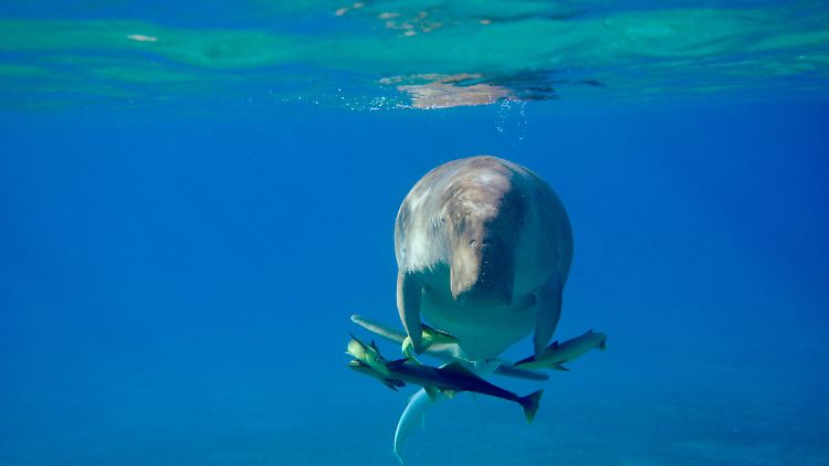Dugong-Seekühe sollen den Mythos der Meerjungfrau befördert haben.