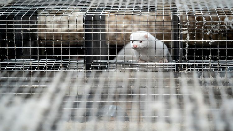 Dänemark hatte im November 2020 seine Nerzindustrie praktisch zerschlagen.