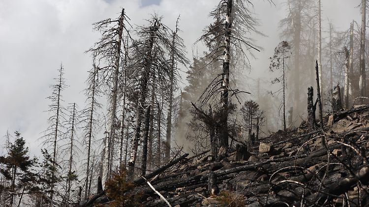 Seit 1950 steigt die Zahl der Waldbrände kontinuierlich.