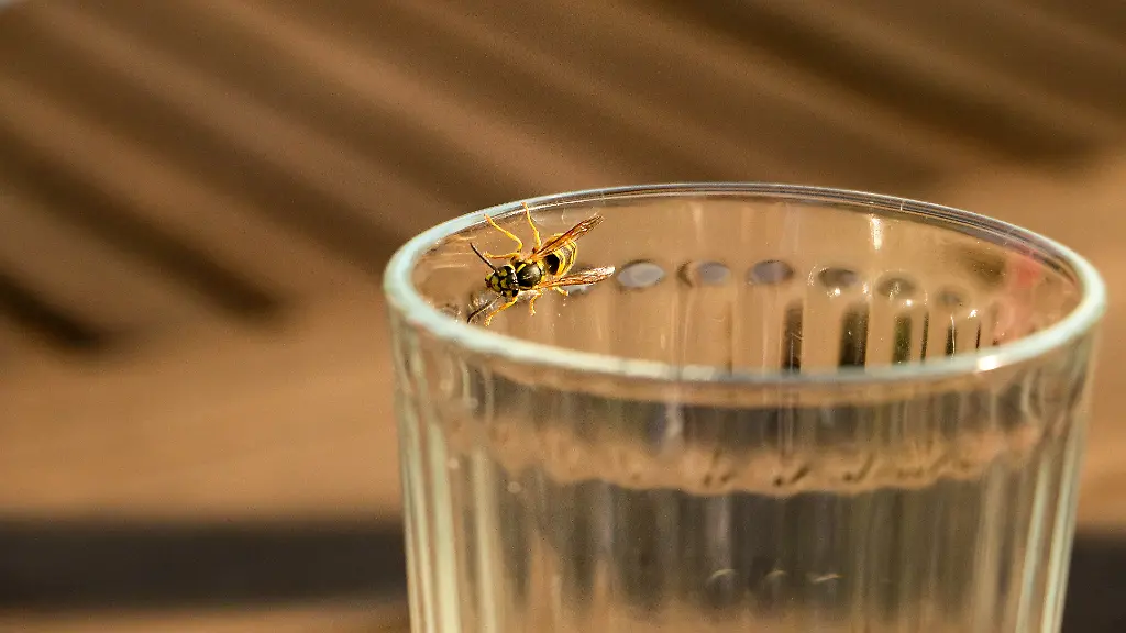 Wespen-und-Hornissen-koennen-richtige-Plagegeister-sein-und-einem-schon-mal-den-Sommerabend-ruinieren-Wir-zeigen-wie-man-den-Tierchen-vorbeugt