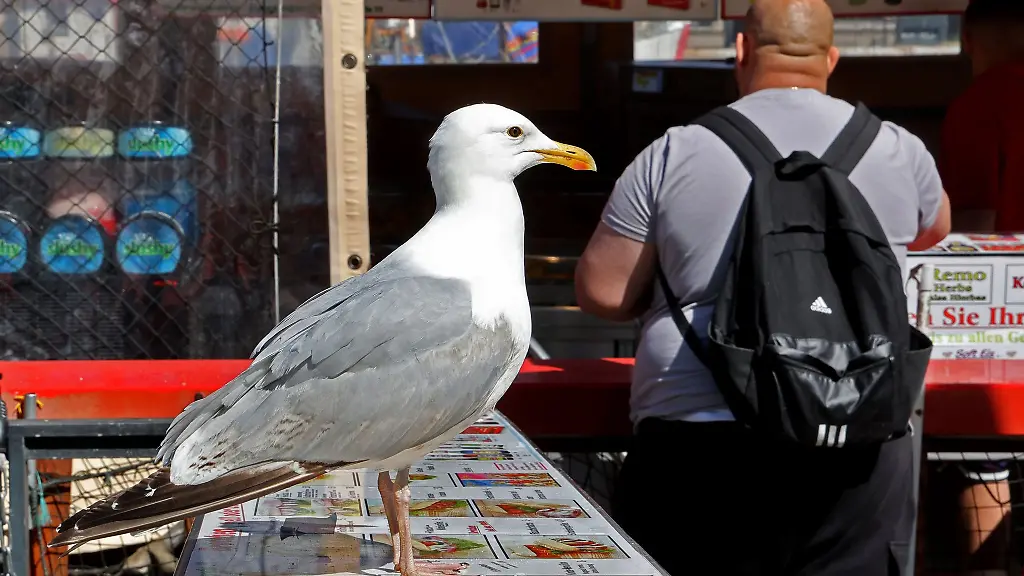 Eine-Moewe-lauert-vor-dem-Verkaufskutter-von-Backfisch-Udo-auf-das-naechste-Opfer-Die-Voegel-attackieren-gerne-Passanten-mit-Eis-oder-Fischbroetchen-in-der-Hand-um-ihnen-das-Essen-streitig-zu-machen
