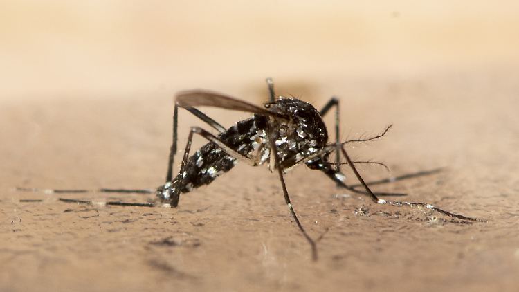 Die Tigermücke ist als Überträger von Krankheitserregern wie beispielsweise dem Zika-, dem Chikungunya-und dem Dengue-Virus bedeutsam.
