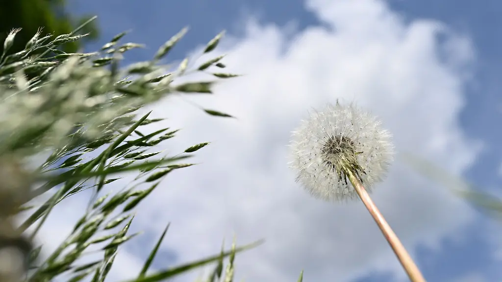 Loewenzahn-und-Graeser-sind-vor-einem-leicht-bewoelktem-Himmel-zu-sehen