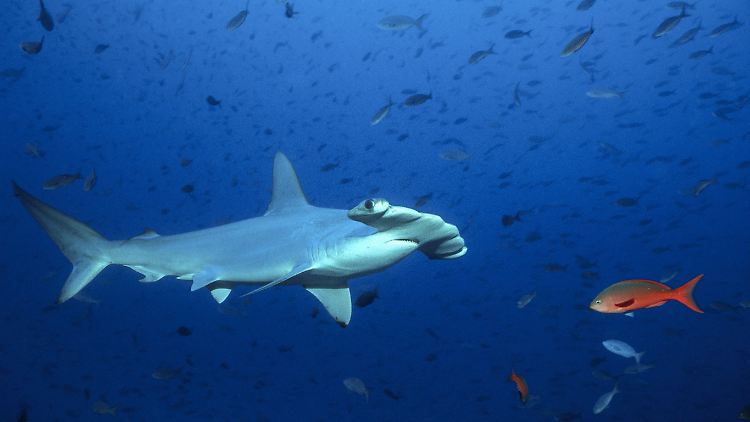 Mit der neuen Entdeckung sind nun rings um die Galápagos-Inseln drei Gebiete bekannt, in denen Hammerhaie ihren Nachwuchs aufziehen.