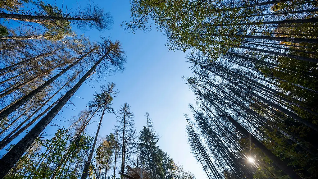 Die-Baeume-eines-Mischwaldes-sind-im-Nationalpark-Saechsische-Schweiz-zu-sehen