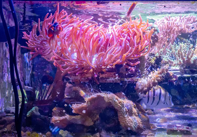 urn-binary-dpa-com-20090101-240517-935-102225-FILED