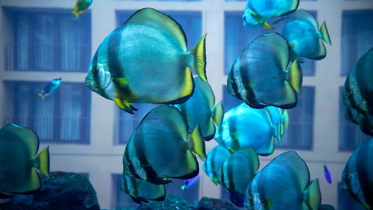Einige der Fische aus dem AquaDom konnten gerettet werden.