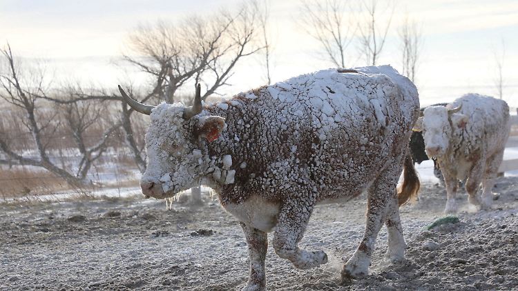 In South Dakota zeigen Kühe deutlich, wie stark die Temperaturen fallen können.
