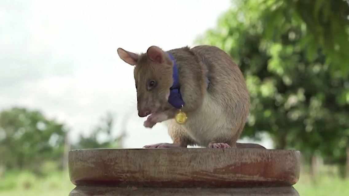 Orden_Ratte.JPG