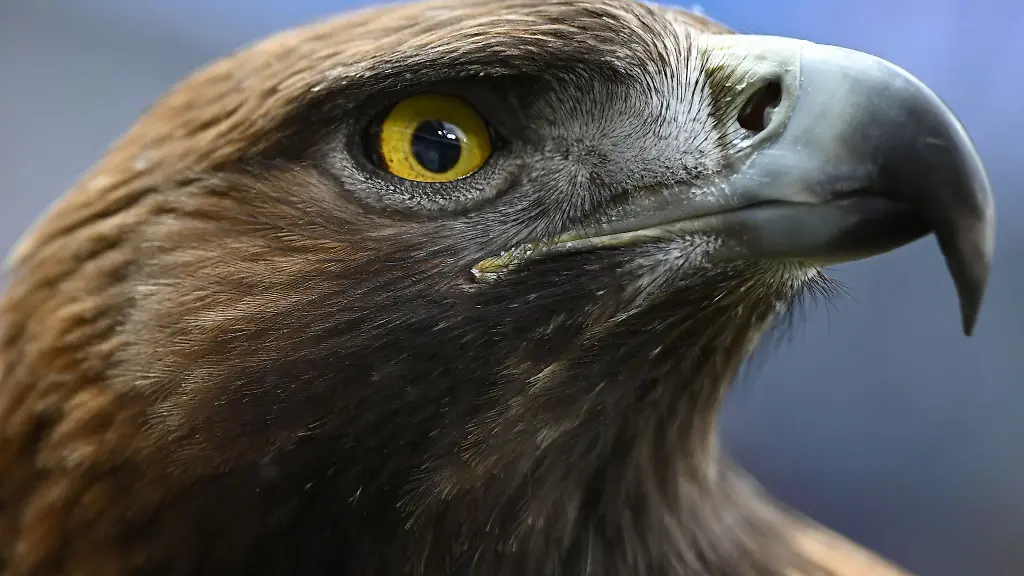 Ein-brauner-Steinadler-schaut-mit-einem-ernsten-Blick