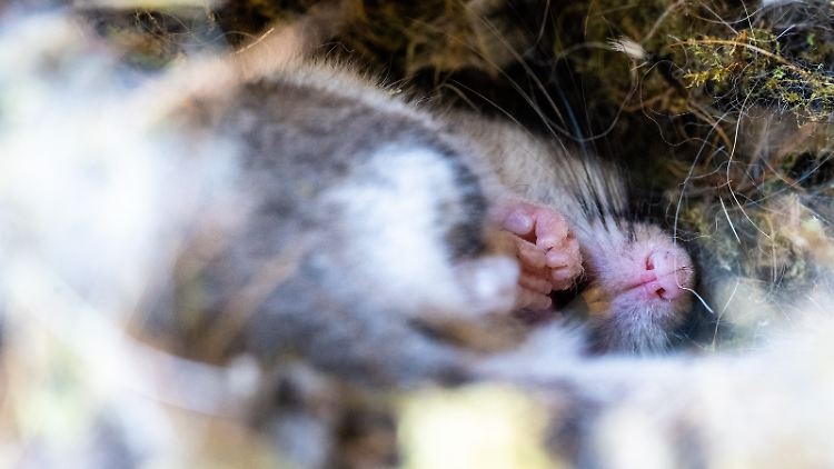 Eingehüllt in Moos und Federn liegt ein Gartenschläfer in einem Meisenkasten im Winterschlaf. Der Winterschlaf ist wahrscheinlich eine der bekanntesten Methoden, wie Tiere die kalten Monate überstehen.