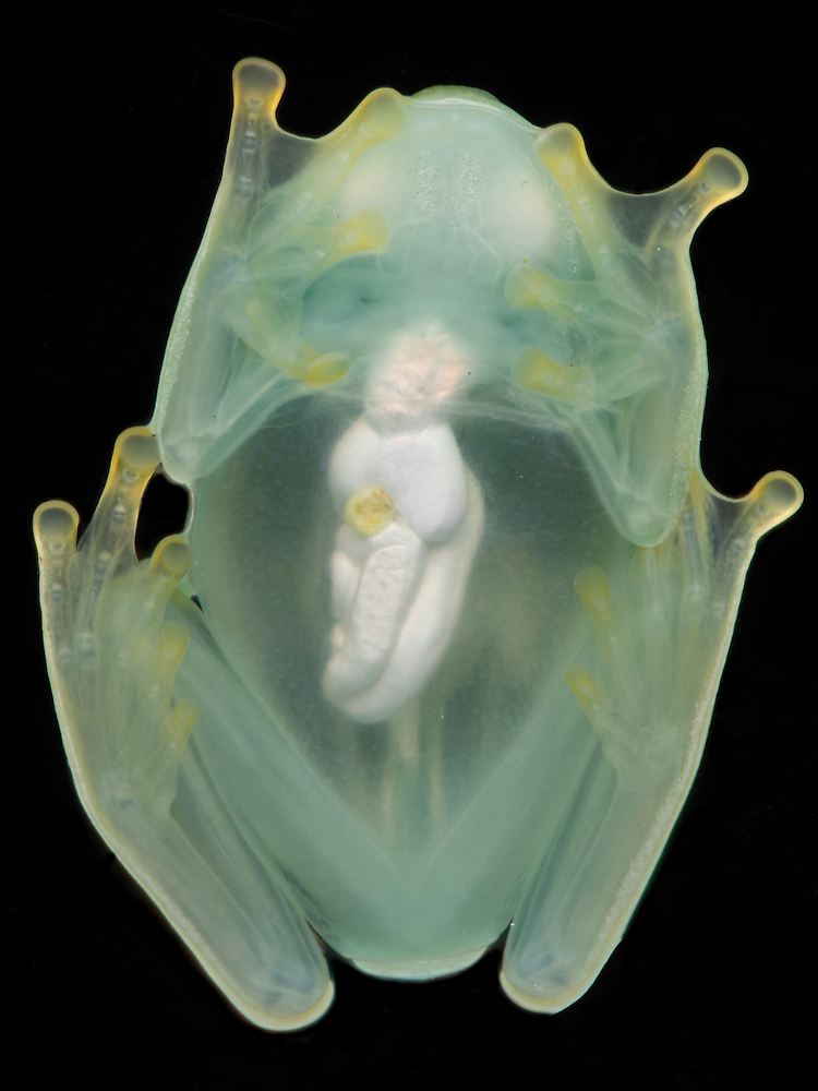 Glasfrosch, in der Bauchansicht mit Blitzlicht fotografiert: Die Forscher maßen Muskeln und Bauchhaut und stellten fest, dass diese Gewebe mehr als 90 Prozent des sichtbaren Lichts durchlassen. Sie sind so transparent, dass man durch sie hindurch die Organe und Knochen sehen kann.