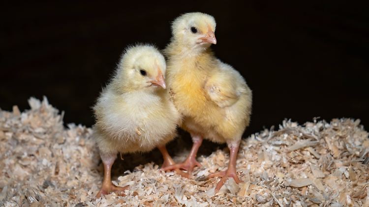 In Deutschland ist das Schreddern von Küken seit Anfang 2022 verboten. Foodwatch vermutet jedoch, dass die Tiere zum Töten nun massenhaft ins Ausland transportiert werden.