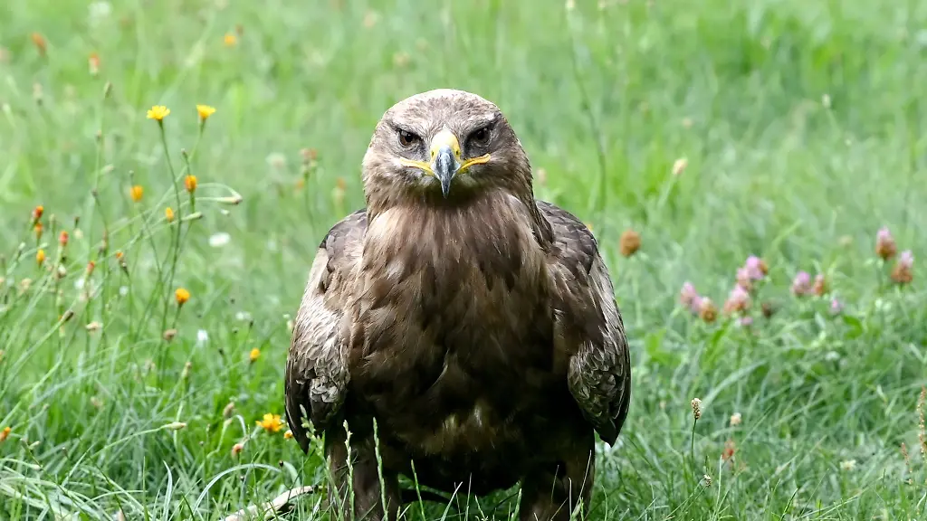 Ein-Steppenadler-auf-einer-Wiese-auf-dem-Falkenhof-Ravensberge